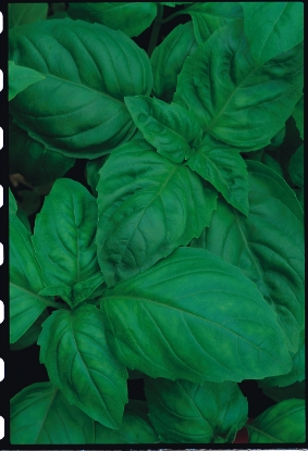 Picture of Organic Basil Classic Italian